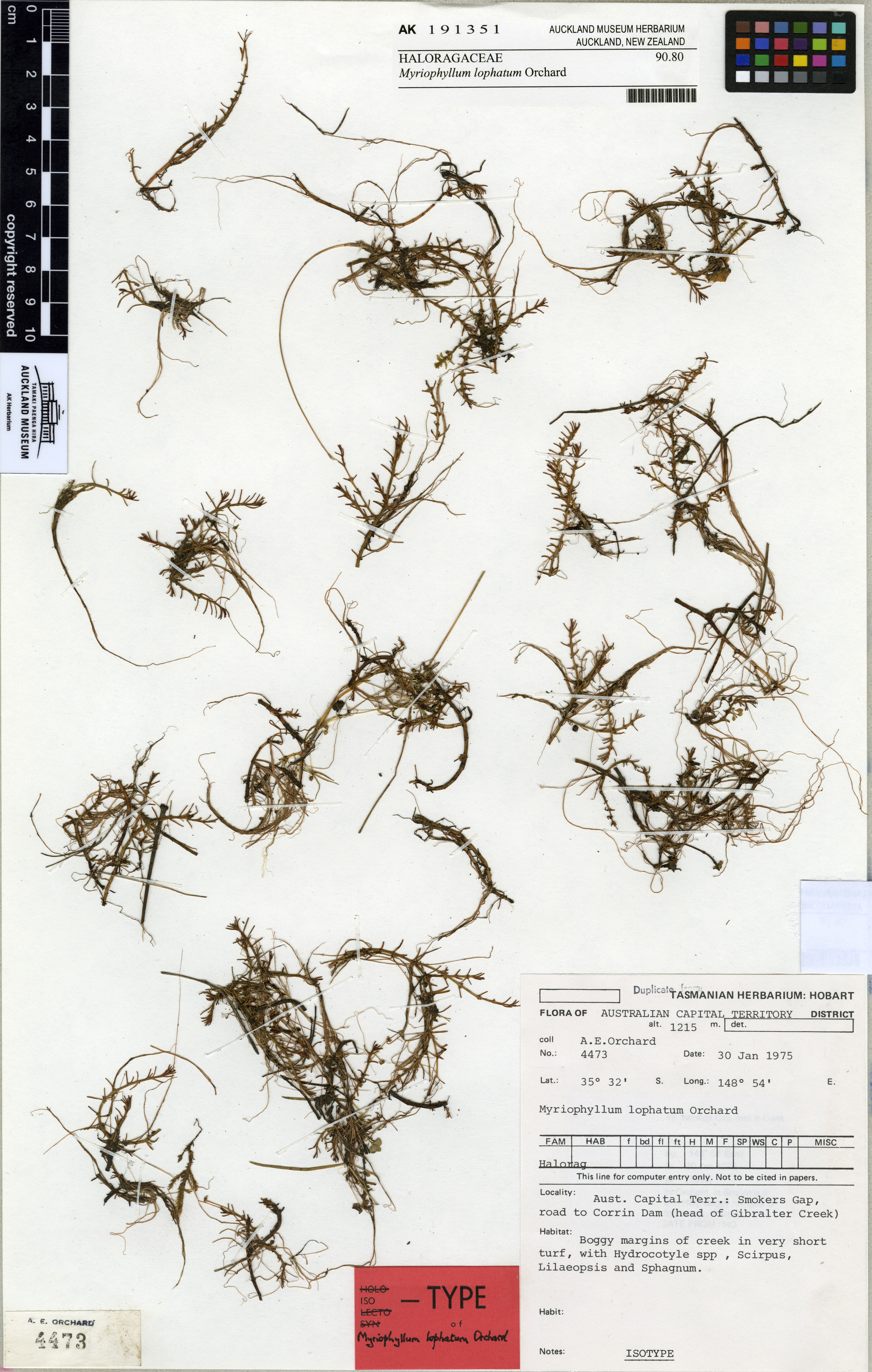 Myriophyllum Lophatum (Myriophyllum lophatum) |commons:File:Myriophyllum lophatum Orchard (AM AK191351).jpg