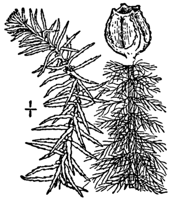 Myriophyllum Pinnatum (Myriophyllum pinnatum) |commons:File:Myriophyllum pinnatum BB-1913.png