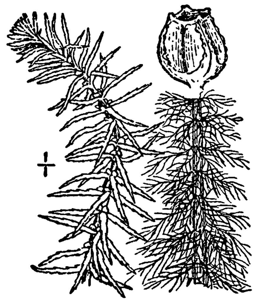 Myriophyllum Pinnatum (Myriophyllum pinnatum) |commons:File:Myriophyllum pinnatum BB-1913.png