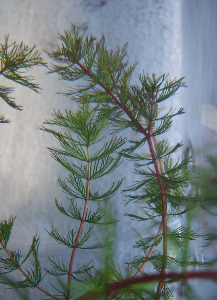 Myriophyllum Quitense (Myriophyllum quitense) |commons:File:Myriophyllum quitense.JPG