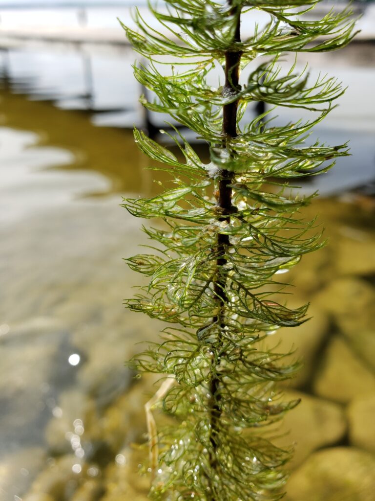 Myriophyllum Sibiricum (Myriophyllum sibiricum) |commons:File:Myriophyllum sibiricum 95298624.jpg