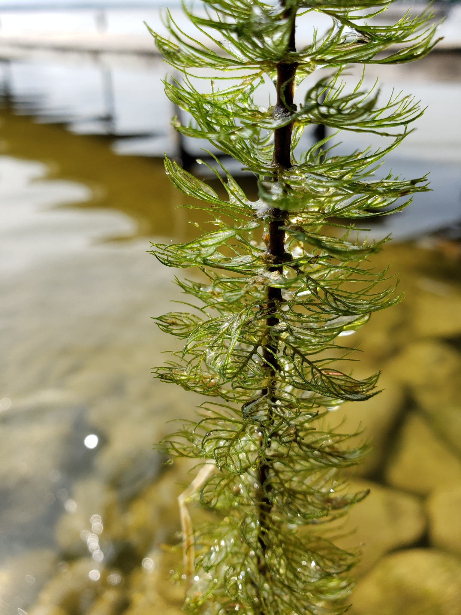 Myriophyllum Sibiricum (Myriophyllum sibiricum) |commons:File:Myriophyllum sibiricum 95298624.jpg