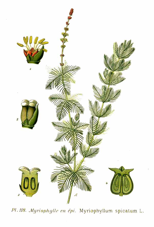 Myriophyllum Spicatum (Myriophyllum spicatum) |commons:File:118 Myriophyllum spicatum L.jpg