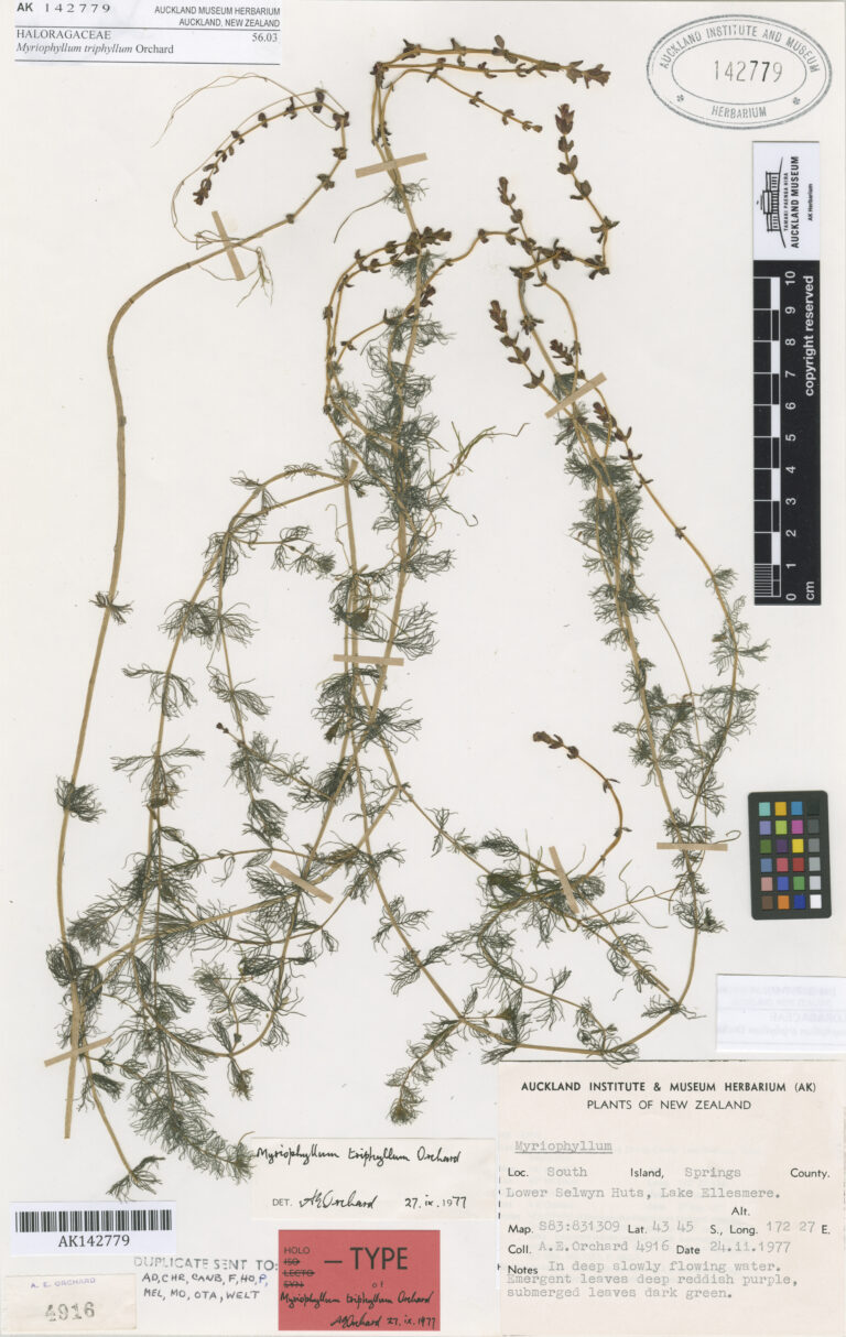 Myriophyllum Triphyllum (Myriophyllum triphyllum) |commons:File:Myriophyllum triphyllum Orchard (AM AK142779-1).jpg