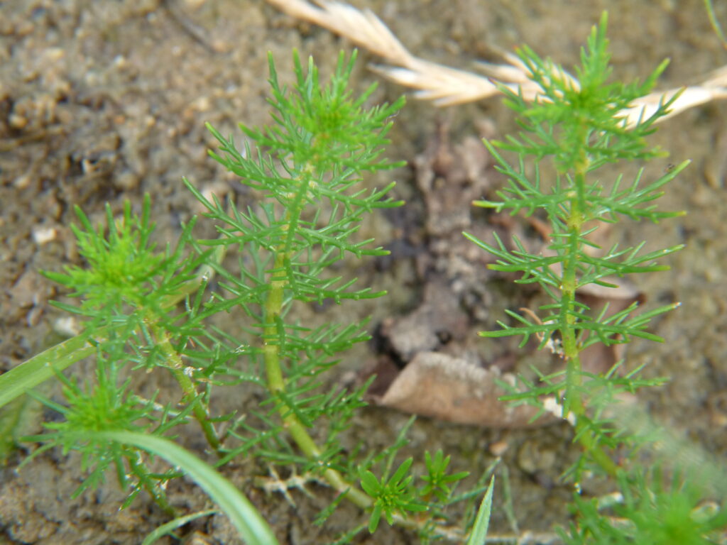 Myriophyllum Ussuriense (Myriophyllum ussuriense) |commons:File:Myriophyllum ussuriense.JPG