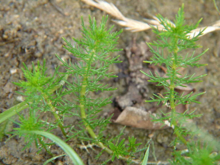 Myriophyllum Ussuriense (Myriophyllum ussuriense) |commons:File:Myriophyllum ussuriense.JPG