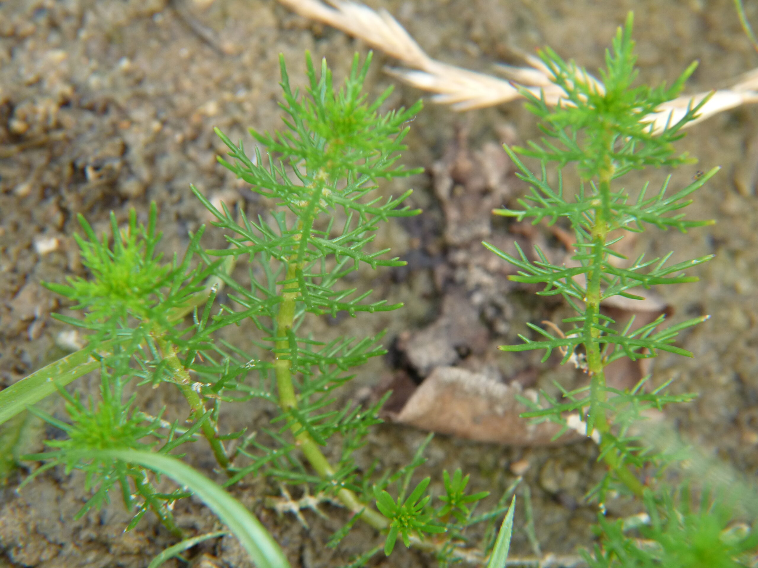 Myriophyllum Ussuriense (Myriophyllum ussuriense) |commons:File:Myriophyllum ussuriense.JPG