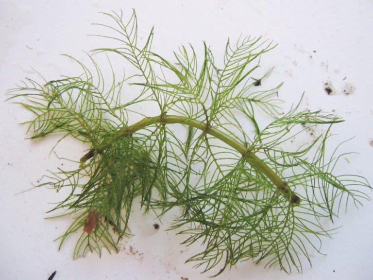Myriophyllum Verticillatum (Myriophyllum verticillatum) |commons:File:Myriophyllum verticillatum.jpeg