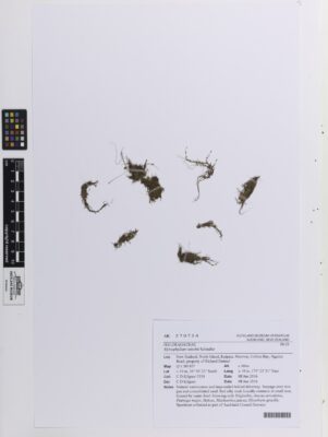 Myriophyllum Votschii (Myriophyllum votschii) |commons:File:Myriophyllum votschii Schindler (AM AK370754).jpg