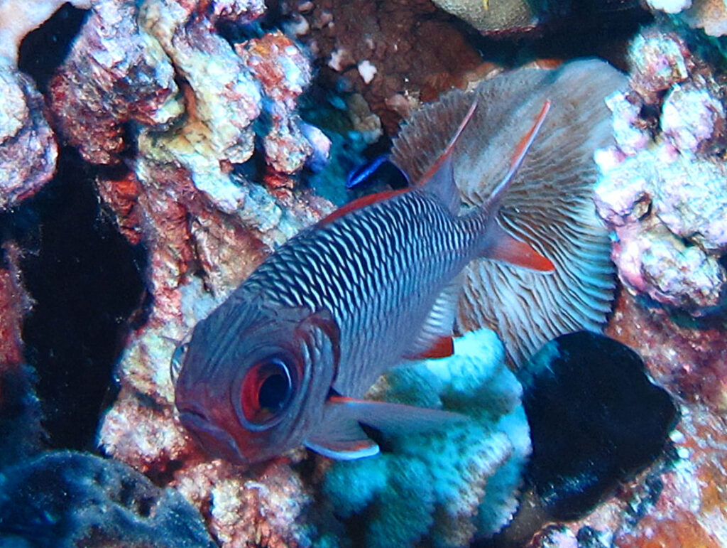 Myripristis botche (Myripristis botche) |commons:File:Holocentridae - Myripristis botche.JPG
