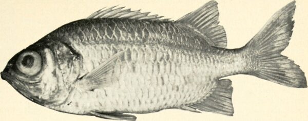 Myripristis gildi (Myripristis gildi) |commons:File:Myripristis gildi - Image from page 18 of "California fish and game".jpg