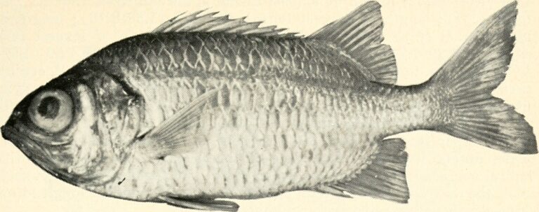 Myripristis gildi (Myripristis gildi) |commons:File:Myripristis gildi - Image from page 18 of "California fish and game".jpg