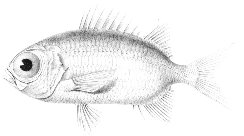 Myripristis seychellensis (Myripristis seychellensis) |commons:File:Myripristis seychellensis.jpg