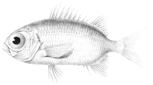 Myripristis seychellensis (Myripristis seychellensis) |commons:File:Myripristis seychellensis.jpg