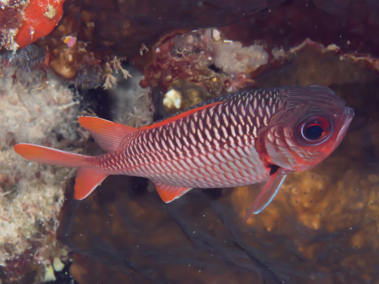 Myripristis violacea (Myripristis violacea) |commons:File:Lattice soldierfish (Myripristis violacea) (41153733925).jpg