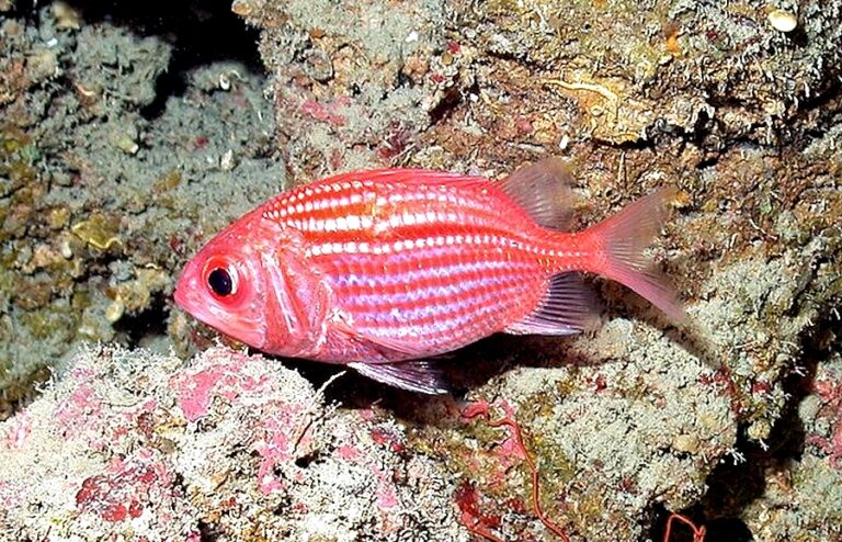 Myripristis vittata (Myripristis vittata) |commons:File:Myripristis vittata.jpg