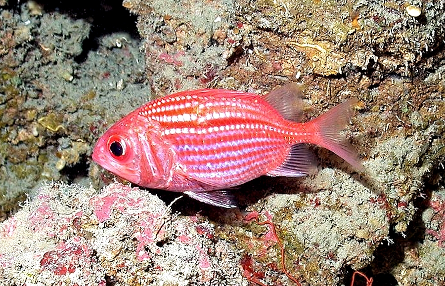 Myripristis vittata (Myripristis vittata) |commons:File:Myripristis vittata.jpg