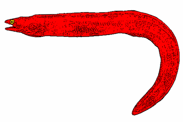 Myroconger compressus (Myroconger compressus) |commons:File:Myroconger compressus.png