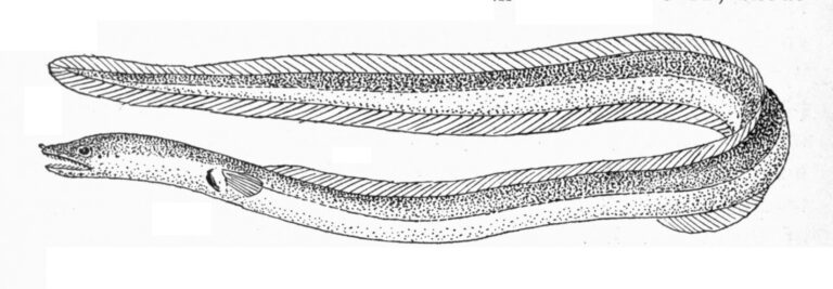 Myrophis microchir (Myrophis microchir) |commons:File:Myrophis microchir.jpg