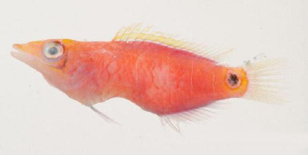 Mystery Wrasse (Pseudocheilinus ocellatus) |commons:File:Pseudocheilinus ocellatus.jpg