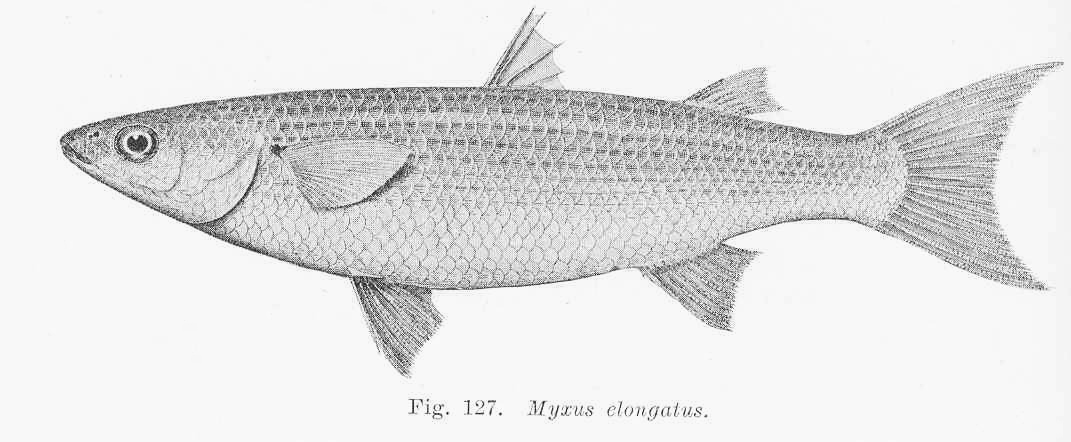 Myxus elongatus (Myxus elongatus) |commons:File:FMIB 45635 Myxus elongatus.jpeg
