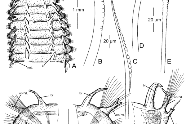 Naineris furcillata Naineris furcillata