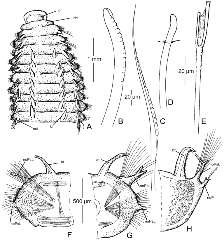 Naineris furcillata Naineris furcillata
