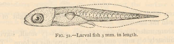 Naked Goby (Gobiosoma bosc) |commons:File:FMIB 40346 Gobiosoma bosci - Larval fish 3 mm in length.jpeg