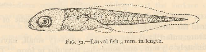 Naked Goby (Gobiosoma bosc) |commons:File:FMIB 40346 Gobiosoma bosci - Larval fish 3 mm in length.jpeg