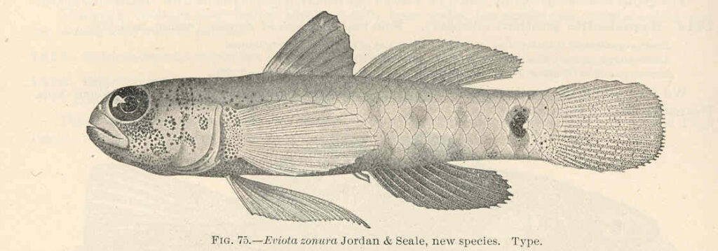 Naked-headed Goby (Eviota zonura) |commons:File:FMIB 39700 Eviota zonura Jordan & Seale, new species Type.jpeg