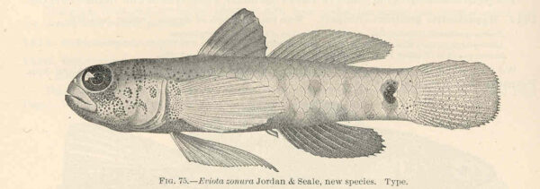 Naked-headed Goby (Eviota zonura) |commons:File:FMIB 39700 Eviota zonura Jordan & Seale, new species Type.jpeg