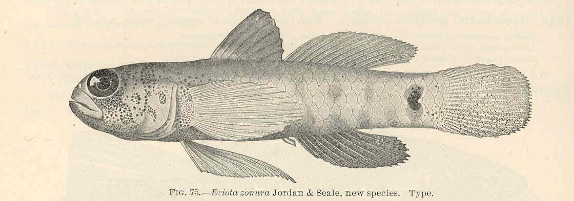 Naked-headed Goby (Eviota zonura) |commons:File:FMIB 39700 Eviota zonura Jordan & Seale, new species Type.jpeg