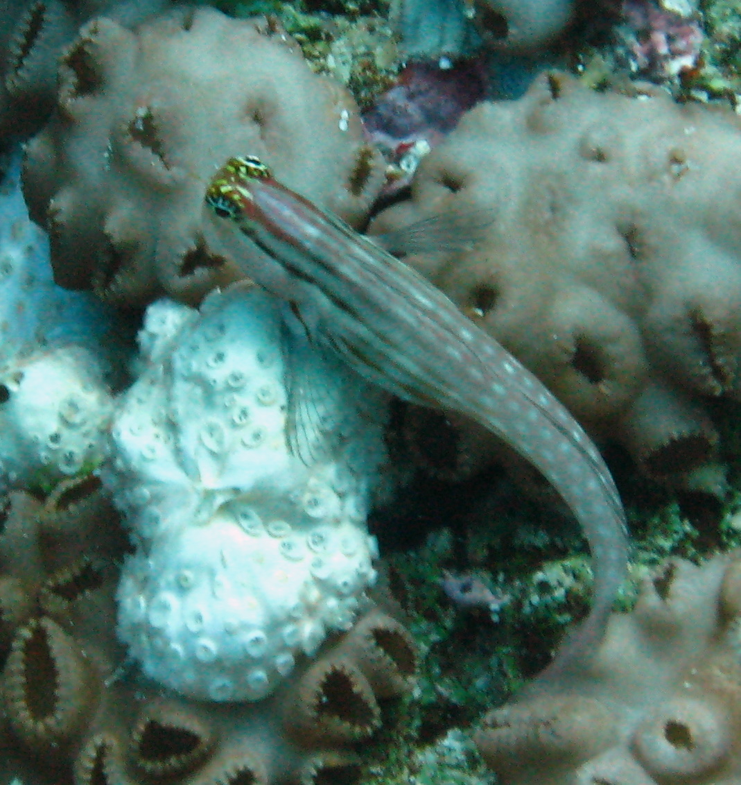 Nalolo (Ecsenius nalolo) |commons:File:Ecsenius nalolo.jpg