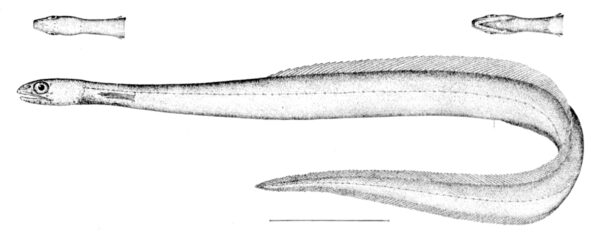 Narrownecked Oceanic Eel (Derichthys serpentinus) |commons:File:Derichthys serpentinus.jpg