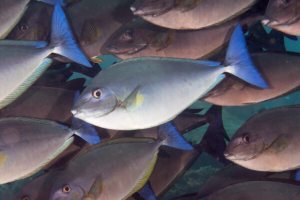 Naso caeruleacauda (Naso caeruleacauda) |commons:File:Bluetail unicornfish (Naso caeruleacauda).jpg