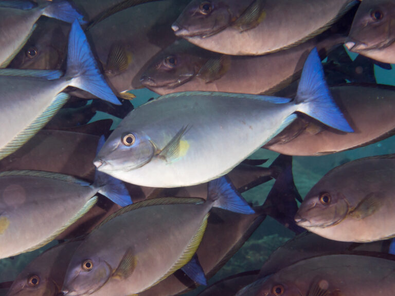 Naso caeruleacauda (Naso caeruleacauda) |commons:File:Bluetail unicornfish (Naso caeruleacauda).jpg