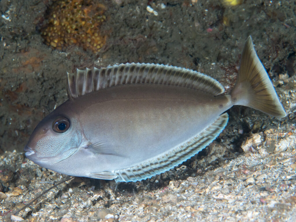 Naso lopezi (Naso lopezi) |commons:File:Elongate unicornfish in Night coloration (Naso lopezi) (42955826600).jpg