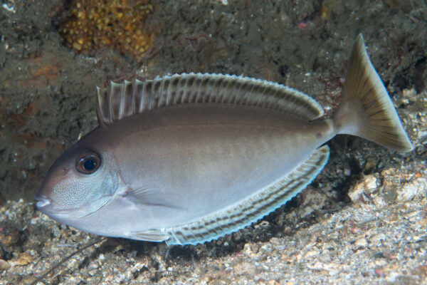 Naso lopezi (Naso lopezi) |commons:File:Elongate unicornfish in Night coloration (Naso lopezi) (42955826600).jpg