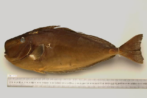 Naso mcdadei (Naso mcdadei) |commons:File:Naso mcdadei.png