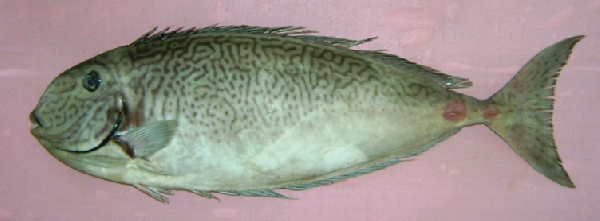 Naso reticulatus (Naso reticulatus) |commons:File:Naso reticulatus.png