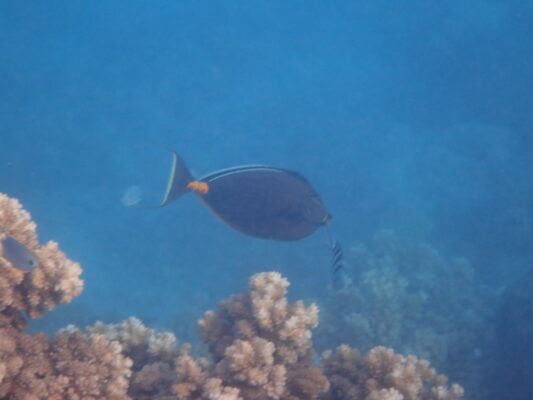 Naso Tang (Naso lituratus) |commons:File:Naso lituratus 348796333.jpg