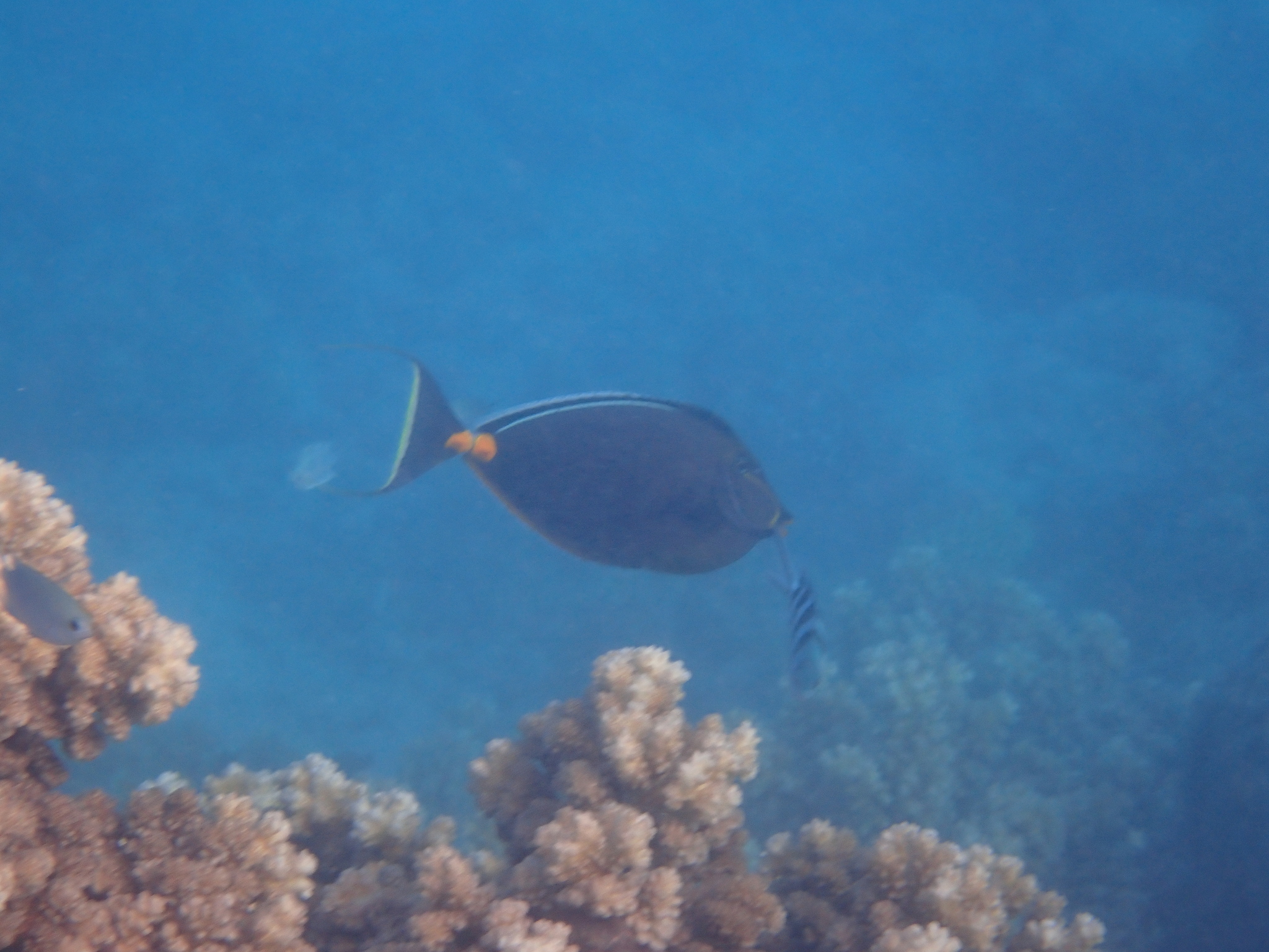 Naso Tang (Naso lituratus) |commons:File:Naso lituratus 348796333.jpg