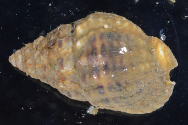 Nassarius Salyangozu Nassarius vibex