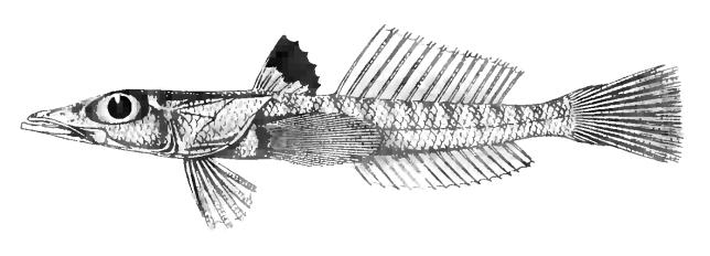 Natal Duckbill (Bembrops platyrhynchus) |commons:File:BembropsPlatyrhynchusAlcock.jpg