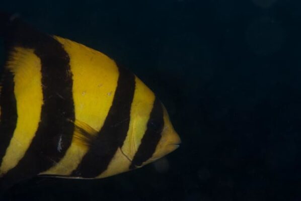 Natal Knifejaw (Oplegnathus robinsoni) |commons:File:Oplegnathus robinsoni 39974837.jpg