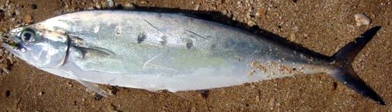 Needlescaled Queenfish (Scomberoides tol) |commons:File:Scomberoides tol.jpg
