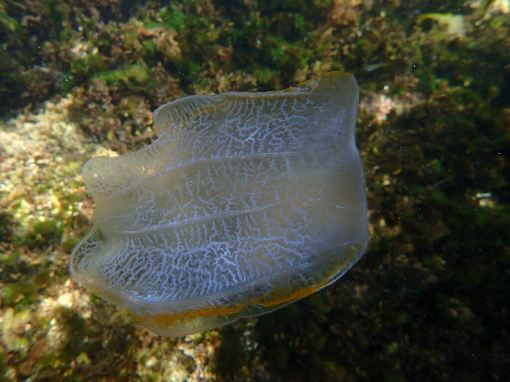 Neis cordigera Neis cordigera