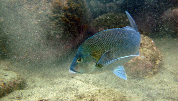 Nemadactylus douglasii (Nemadactylus douglasii) |commons:File:Blue Morwong-Nemadactylus douglasii (8594263514).jpg