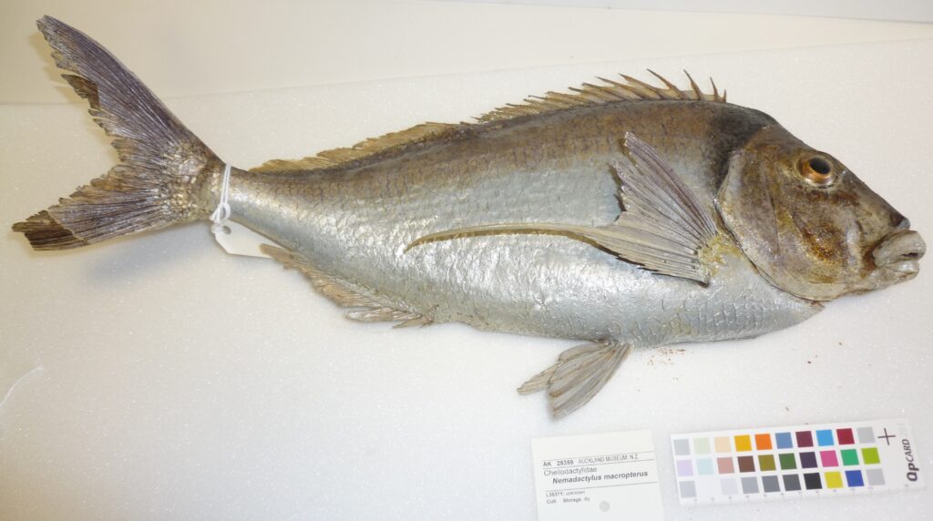 Nemadactylus macropterus (Nemadactylus macropterus) |commons:File:Nemadactylus macropterus (Bloch and Schneider, 1801) (AM MA28359-3).jpg