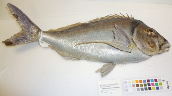 Nemadactylus macropterus (Nemadactylus macropterus) |commons:File:Nemadactylus macropterus (Bloch and Schneider, 1801) (AM MA28359-3).jpg